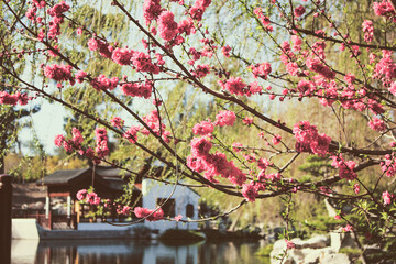 A view of a dwarf flowering almond tree, featuring fresh pink flowers, during the spring season, in a Chinese style garden.