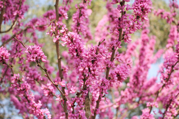 Obraz premium A view of the beautiful pink branches of a Chinese redbud tree.