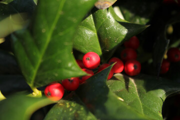 A view of a holly plant.