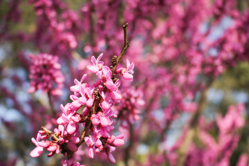 A view of the beautiful pink branches of a Chinese redbud tree.