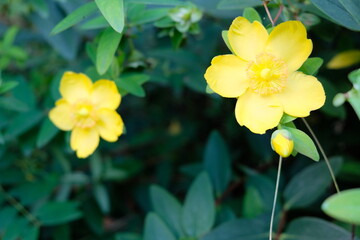 Obraz premium Fleurs jaune de Millepertuis