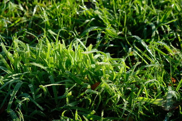 Rosée du matin sur l'herbe