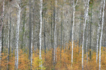 Fototapeta premium autumn in a birch forest