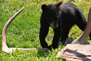 Baby Black Bear Cub Playing with an Antler