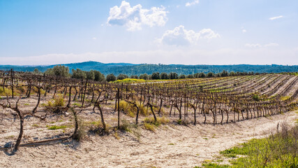 View on bare winter vineyard after pruning