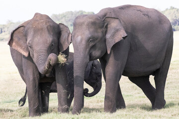 A herd of elephants photographed in the wilderness.