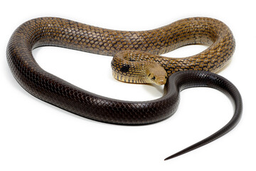 Black-tailed cribo (Drymarchon melanurus melanurus) on a white background