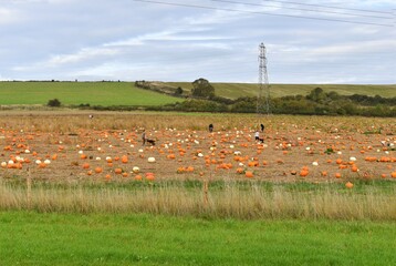 field of pumpkins. Halloween 