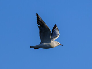The lesser black-backed gull (Larus fuscus).