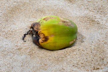 coconut washed up on a white sand beach.  beach background.   Marco close-up