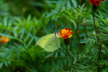 Common Brimstone butterfly on a flower