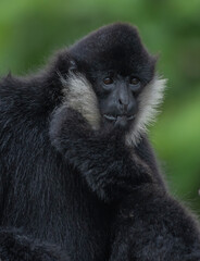 black and white portrait monkey