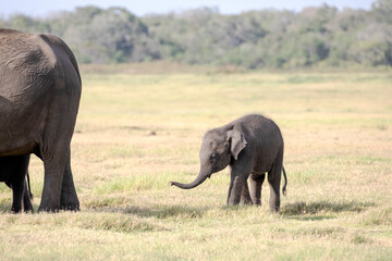 A cute baby elephant walks through the grass.