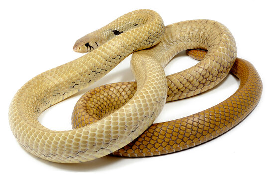 Unicolor cribo (Drymarchon melanurus unicolor) on a white background