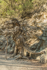 sculptures made of wood and roots