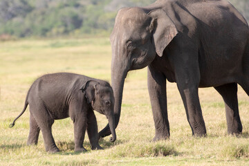 A mother and baby elephant photographed in the wild.
