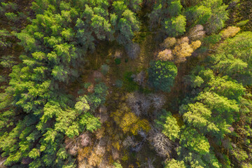 Fototapeta na wymiar Directly above aerial drone full frame shot of green emerald pine forests and yellow foliage groves with beautiful texture of treetops. Beautiful fall season scenery. Mountains in autumn golden colors