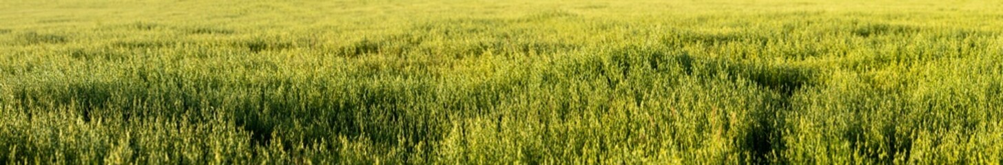Oats Field Background. Panorama, Panoramic View