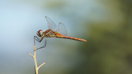 Dragonfly on a branch