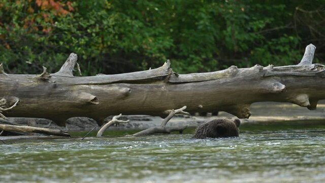 A mama grizzly bear (Ursus arctos horribilis) and her baby grizzly cub at the Atnarko River in search of spawning salmon in central coast of British Columbia at Bella Coola, Canada