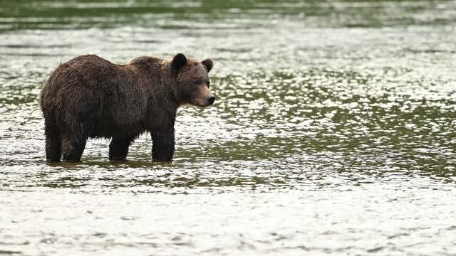 A mama grizzly bear (Ursus arctos horribilis) and her baby grizzly cub at the Atnarko River in search of spawning salmon in central coast of British Columbia at Bella Coola, Canada