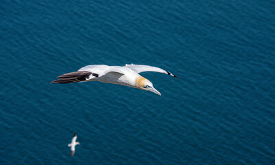 Obraz premium Close up of Flying Large White Sea Bird Gannets with a huge wingspan over blue sky and ocean on English clifftops, Gliding, slope soaring and riding thermals and Ridge lift from cliff face updrafts
