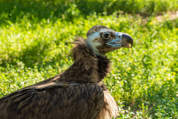 The Republic of Crimea. The city of Belogorsk. July 17, 2021. Black vulture in the Taigan Lion Park.