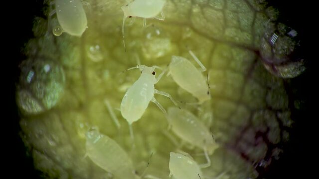 Aphid under a microscope, Aphididae - aphid superfamily (Aphidoidea, Hemiptera) on a cucumber leaf, many are dangerous pests of cultivated plants