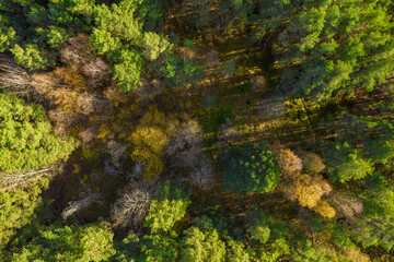 Directly above aerial drone full frame shot of green emerald pine forests and yellow foliage groves with beautiful texture of treetops. Beautiful fall season scenery. Mountains in autumn golden colors