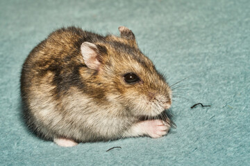 A dwarf hamster eating fly. He is hungry. Wings and legs of fly laying around.