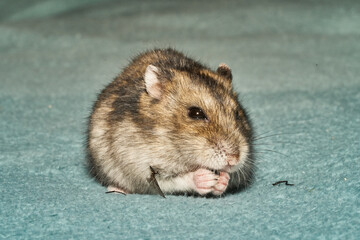 A dwarf hamster eating fly. He is hungry. Wings and legs of fly laying around.