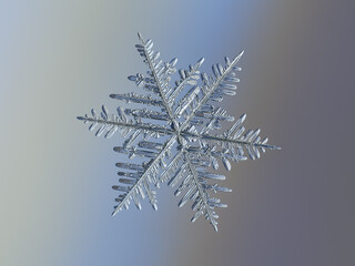 Snowflake on smooth blue background. Macro photo of real snow crystal: elegant stellar dendrite with complex structure, glossy 3D surface, six flat, thin arms and intricate inner details.