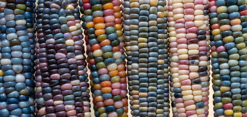 Zea Mays gem glass corn cobs with rainbow coloured kernels, grown on an allotment in London UK.