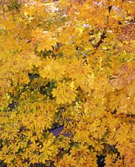 Horse chestnut leaves in autumn day in the city park on background