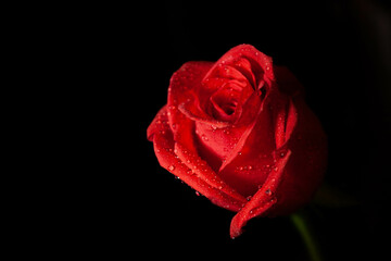 Czerwona róża na czarnym tle.