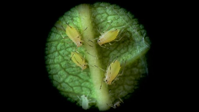 Aphid under a microscope, Aphididae - aphid superfamily (Aphidoidea, Hemiptera) on a cucumber leaf, many are dangerous pests of cultivated plants