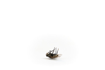 Dead fly isolated on white background.