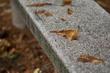 stone benches without shoulder with on autumnal yellow leaves