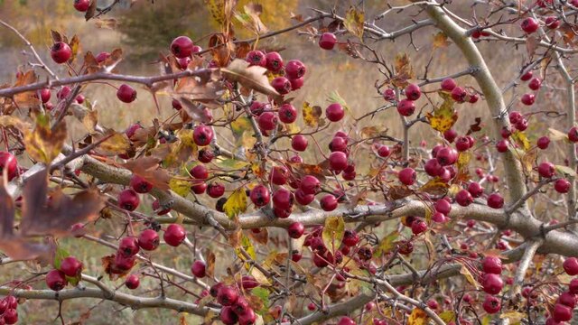 Wild midland or English hawthorn, woodland hawthorn or mayflower Crataegus laevigata red berries on a bush branch growing on the mountain. Healthy medicinal plants.
