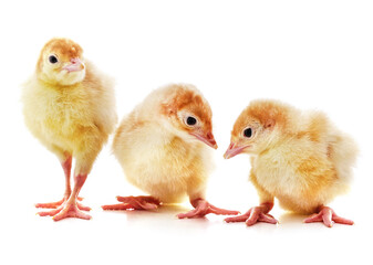 Fototapeta premium Three yellow chicks.