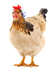 Chicken with wreath.