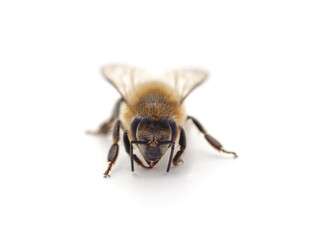 One small bee.