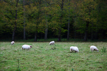 Sheep on a meadow, colorful autumn forest trees on background. Farm animals on green grass field. Tranquil countryside scene. No people, copy space. 