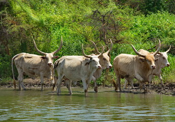 Naklejka na ściany i meble West Africa. Senegal. A herd of humpback Zebu cows with huge horns came to a small lake to drink.