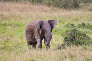 A small African elephant is fanning with his big ears