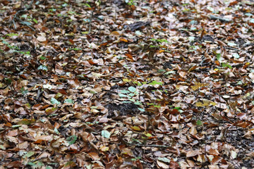 Autumn leaves on the ground. Abstract natural background. No people, copy space. Fall season background. 