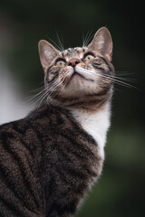 close up portrait of a cat looking up