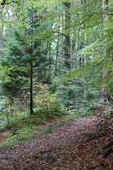 Beautiful autumn forest. Foot path, green trees, red leaves on the ground, no people. Fall season in a park. 