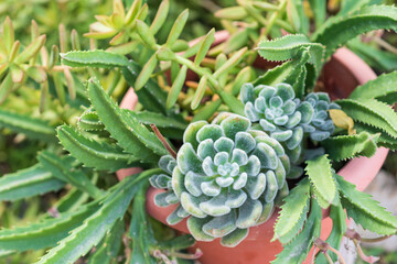 Close Up Of Succulent Plants In Garden.