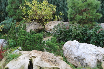 moss on the stone